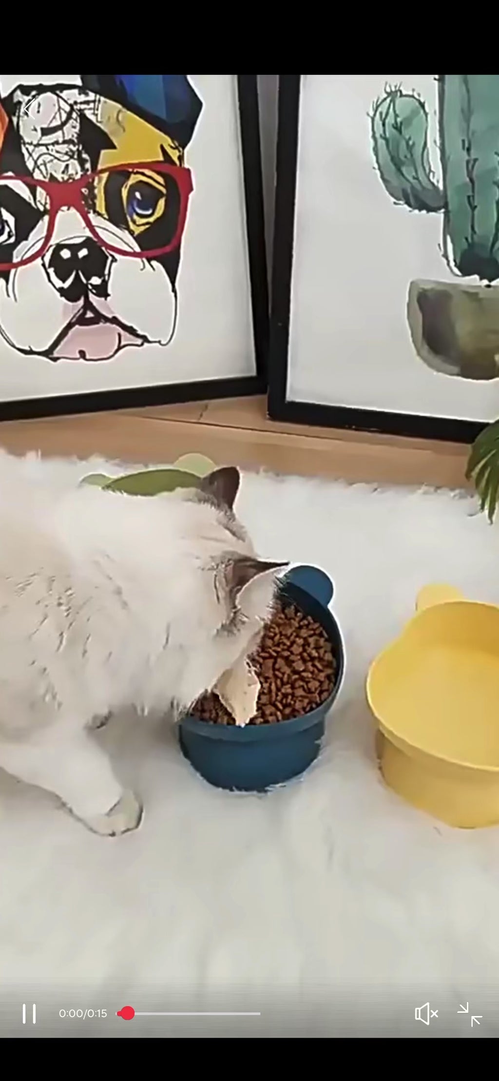 Elevated Slanted Anti Tip Cat Bowl.